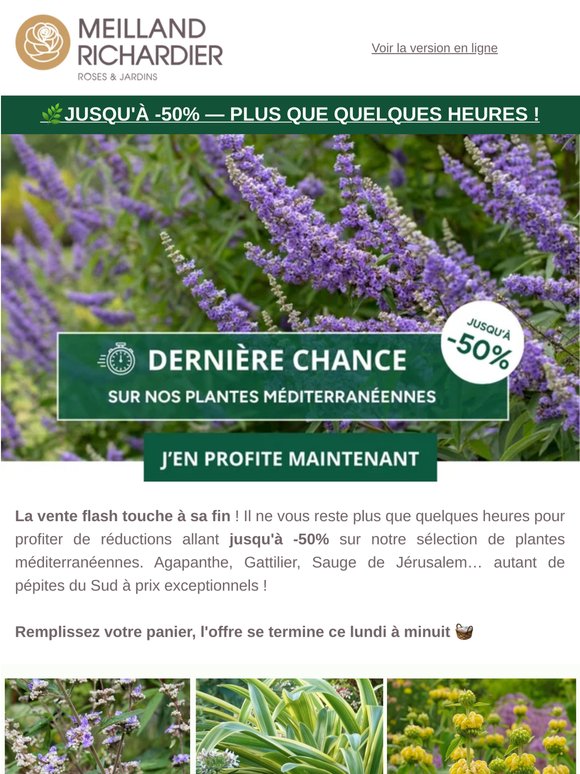 Jusqu'à -50% sur nos plantes méditerranéennes