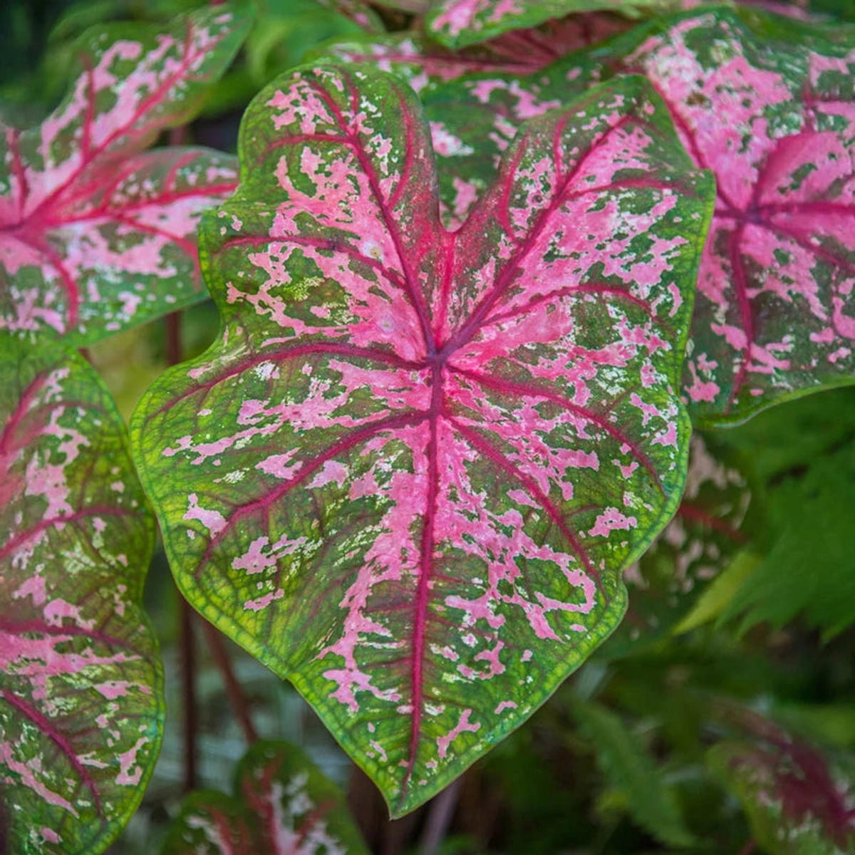 Carolyn Whorton Fancy Leaf Caladium