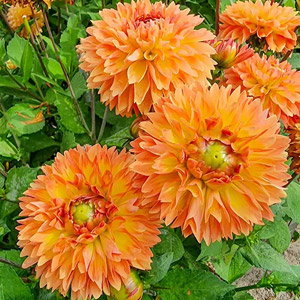 Orange Impact Dahlia
