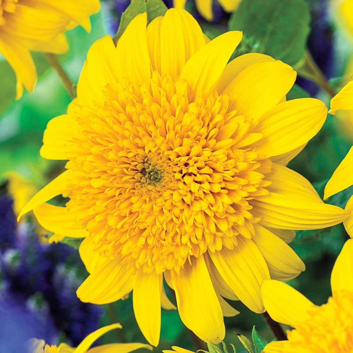 Happy Days Sunflower