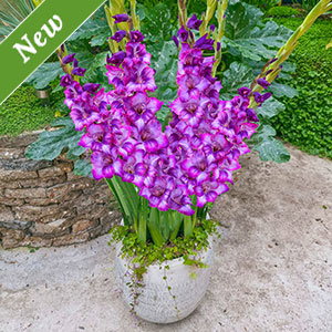 Kim Dwarf Gladiolus