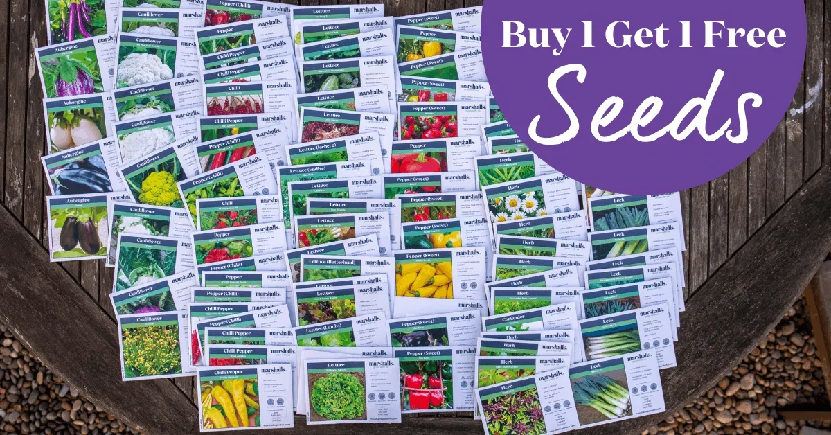 BOGOF Seeds