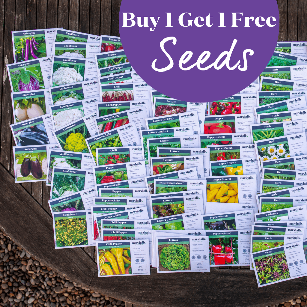 BOGOF Seeds