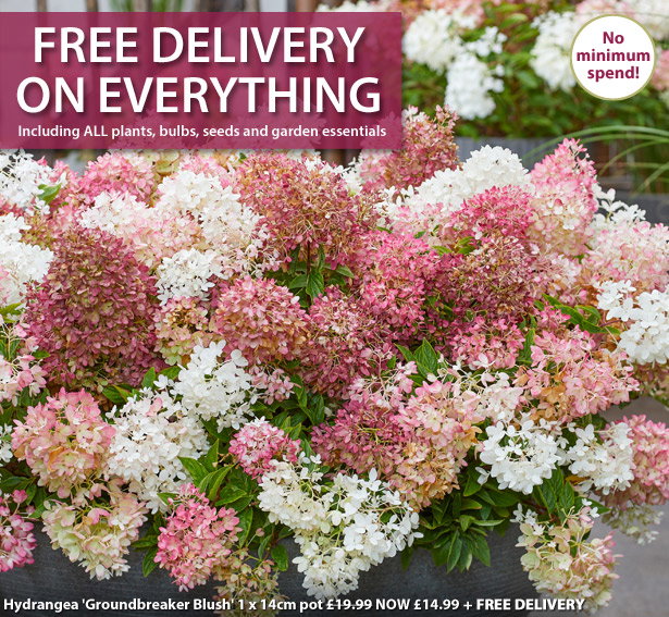 Free Delivery