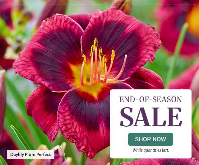 End of season sale