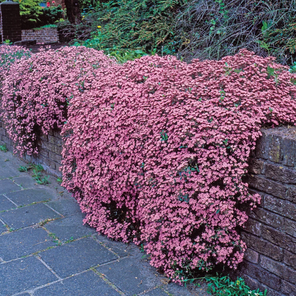 Saponaria ocymoides (Cote d'Azur Pinks)