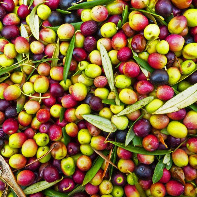 Image of Arbequina Olive