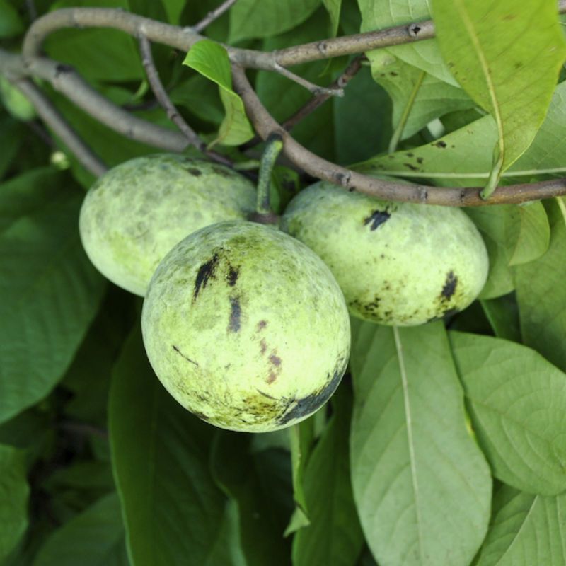 Image of Pennsylvania Golden PawPaw