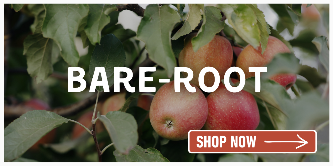 Red apples on tree