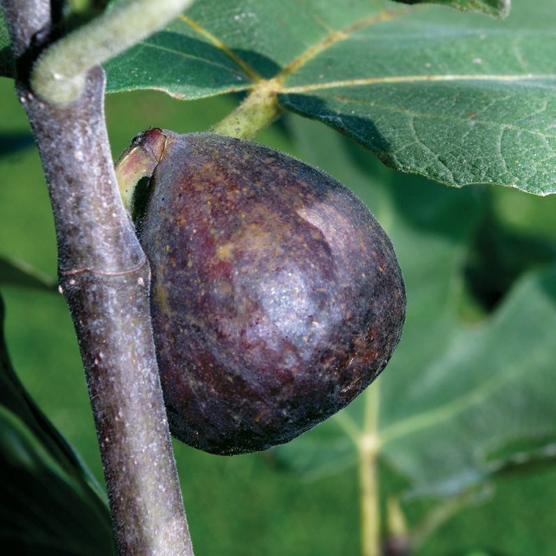 Image of Brown Turkey Fig EZ Start®