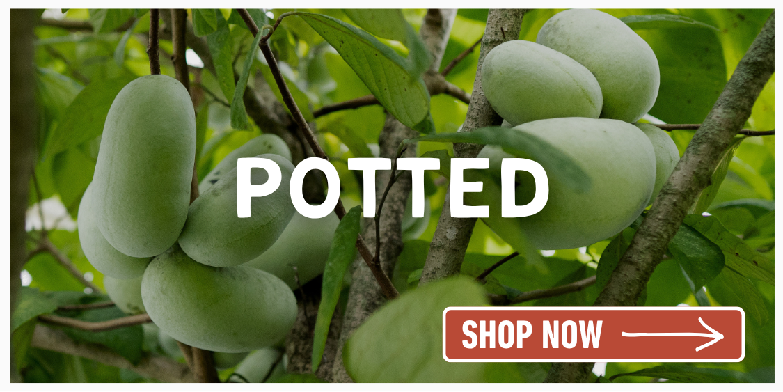 Pawpaws on tree