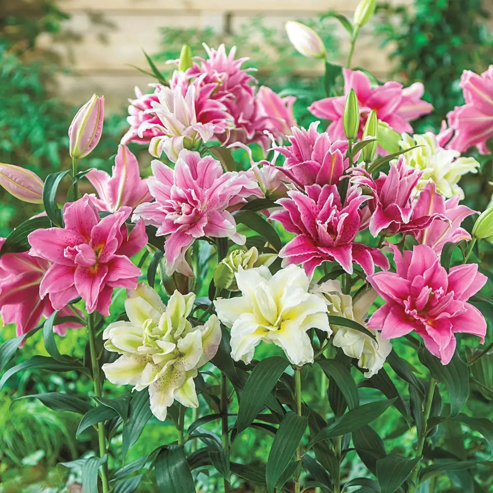Roselilies Mixed Colors