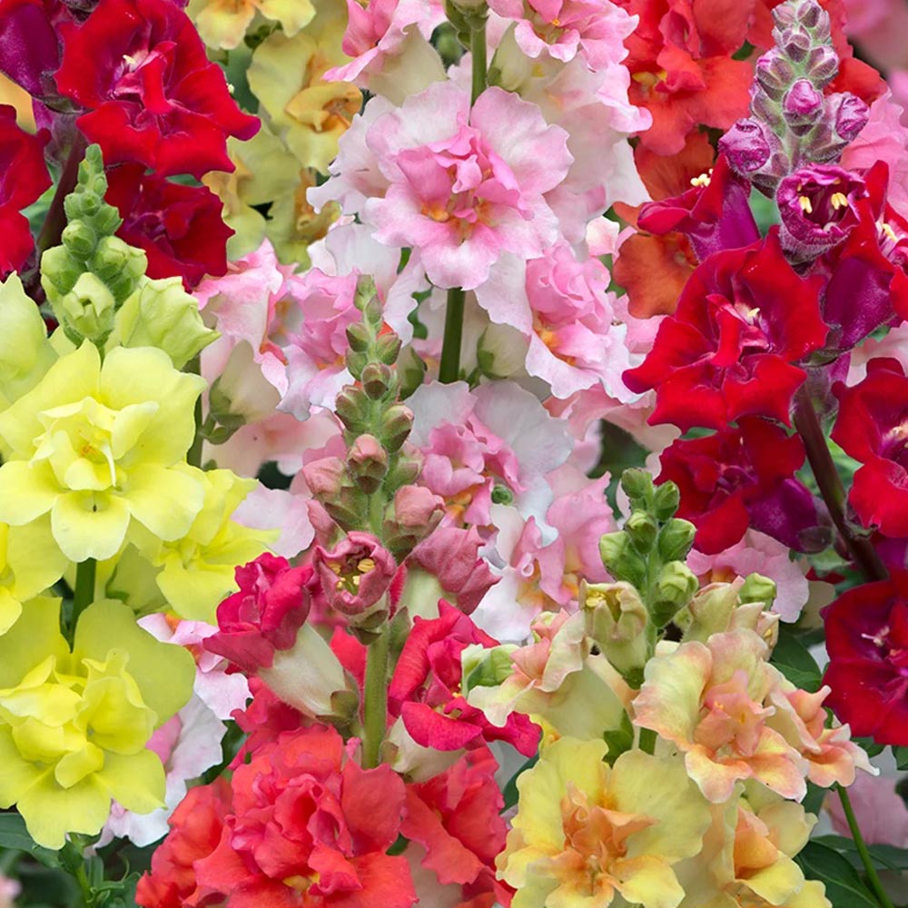 Antirrhinum 'Double Shot Mixed'