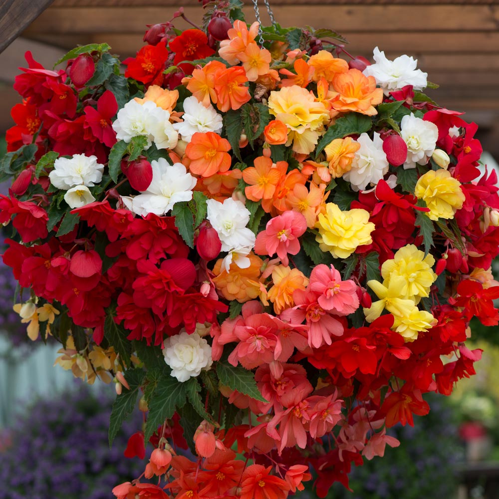 Begonia 'Illumination Mixed'