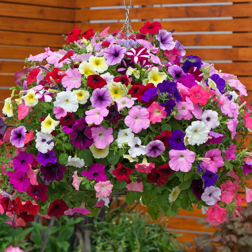 Petunia 'Easy Wave Ultimate Mixed'