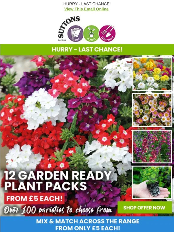 12 Garden Ready Plants FROM £5 A Pack! Mix & Match Special
