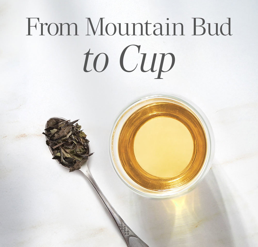 cup of Special Grade Shou Mei White Tea