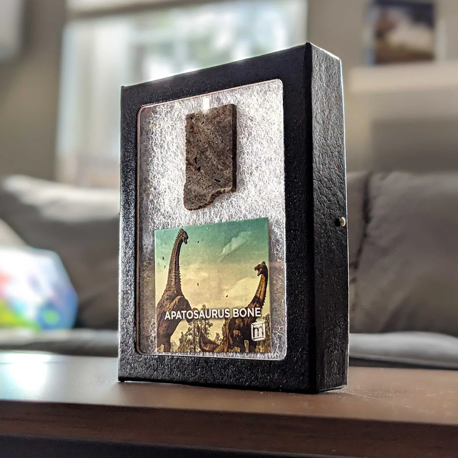 Image of Apatosaurus Bone - Classic Riker Display Case Fragment