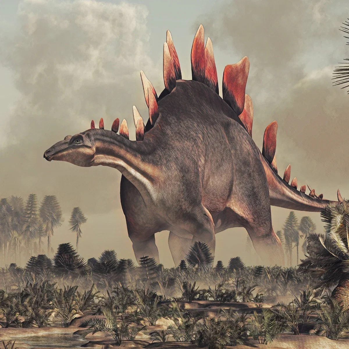 Image of Stegosaurus Plate