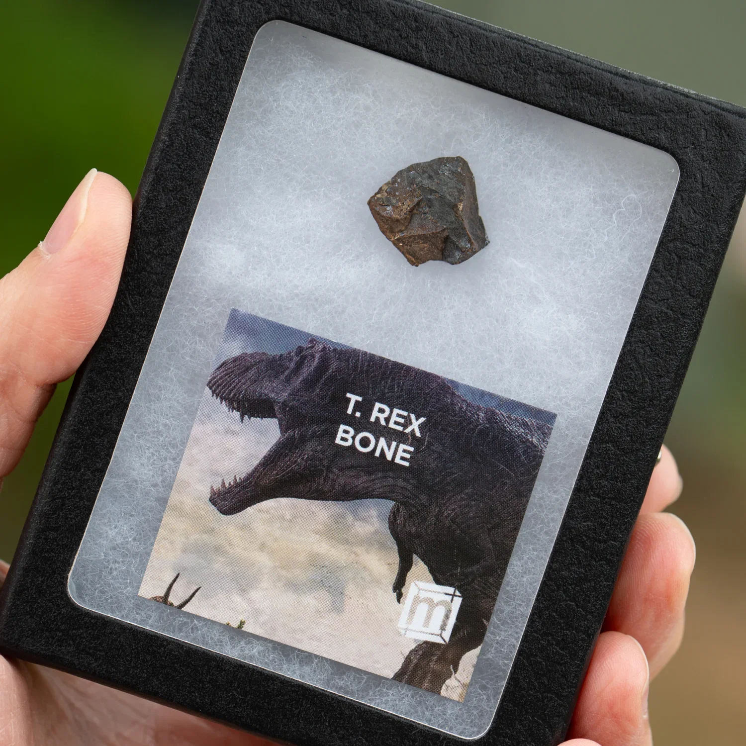 Image of T. Rex Bone Fossil