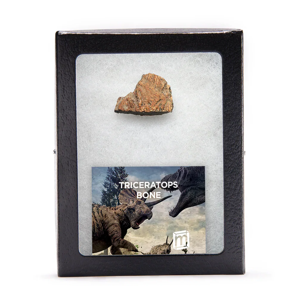 Image of Triceratops Bone