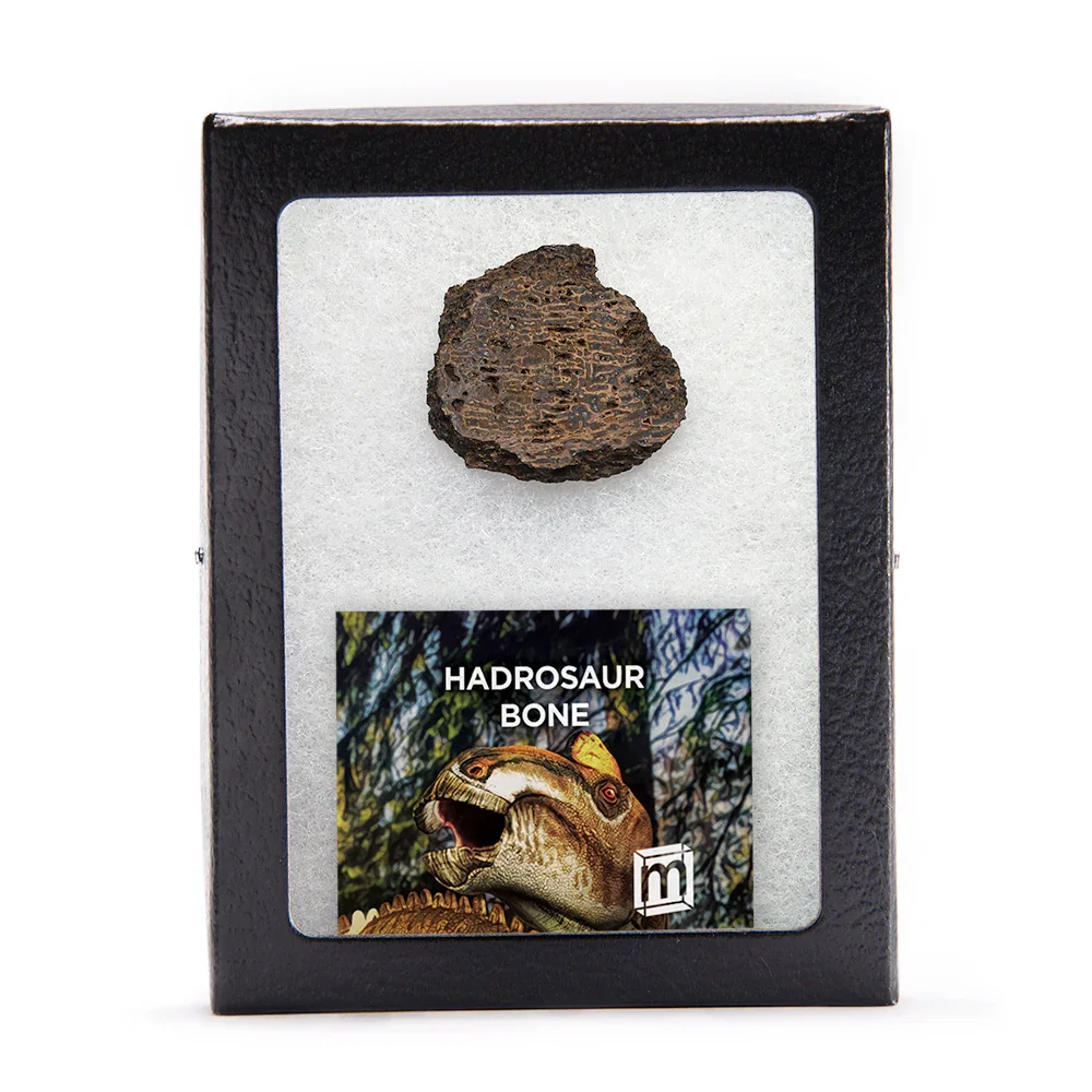 Image of Hadrosaur Bone