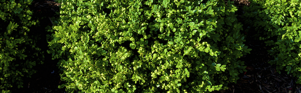 Closeup image of a small Green Velvet Boxwood plants in a row. 