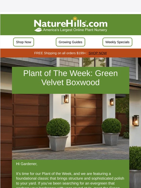 Plant of the Week: The Timeless "Green Velvet" Boxwood