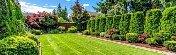 Colorful yard with expert landscaping and a privacy hedge on a sunny day.