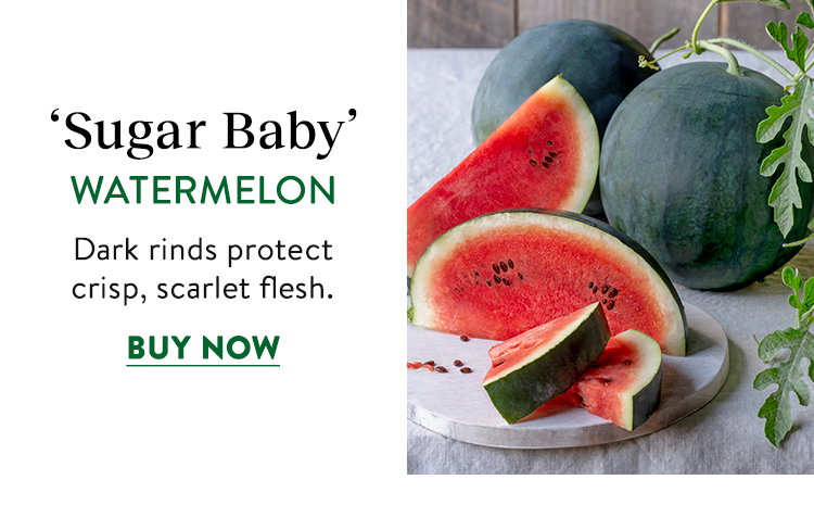 Sugar Baby, Watermelon
