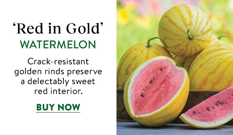Red in Gold, Watermelon