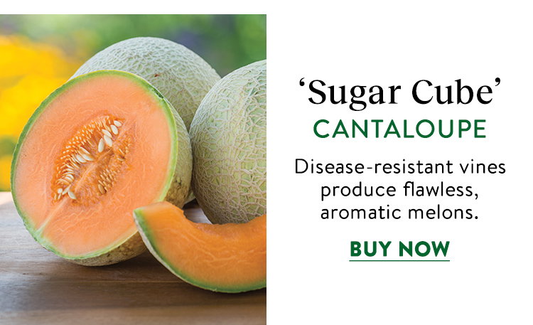 Sugar Cube, Cantaloupe