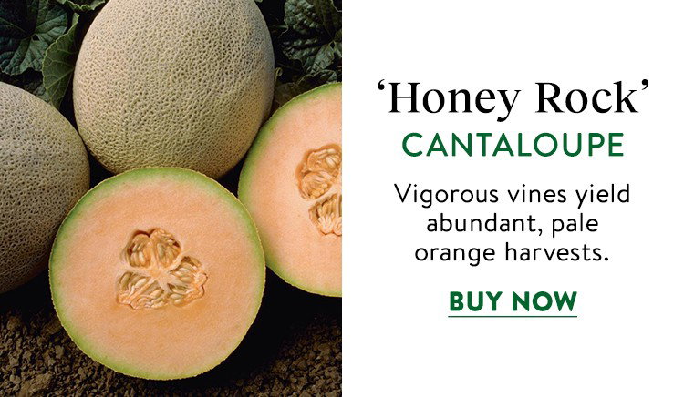 Honey Rock, Cantaloupe