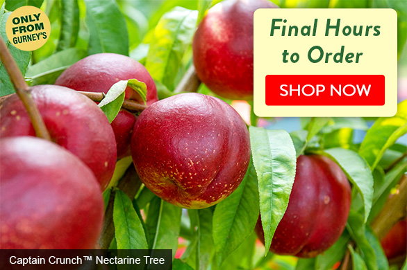 Last Day to Order Spring plants 