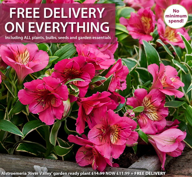 Free Delivery