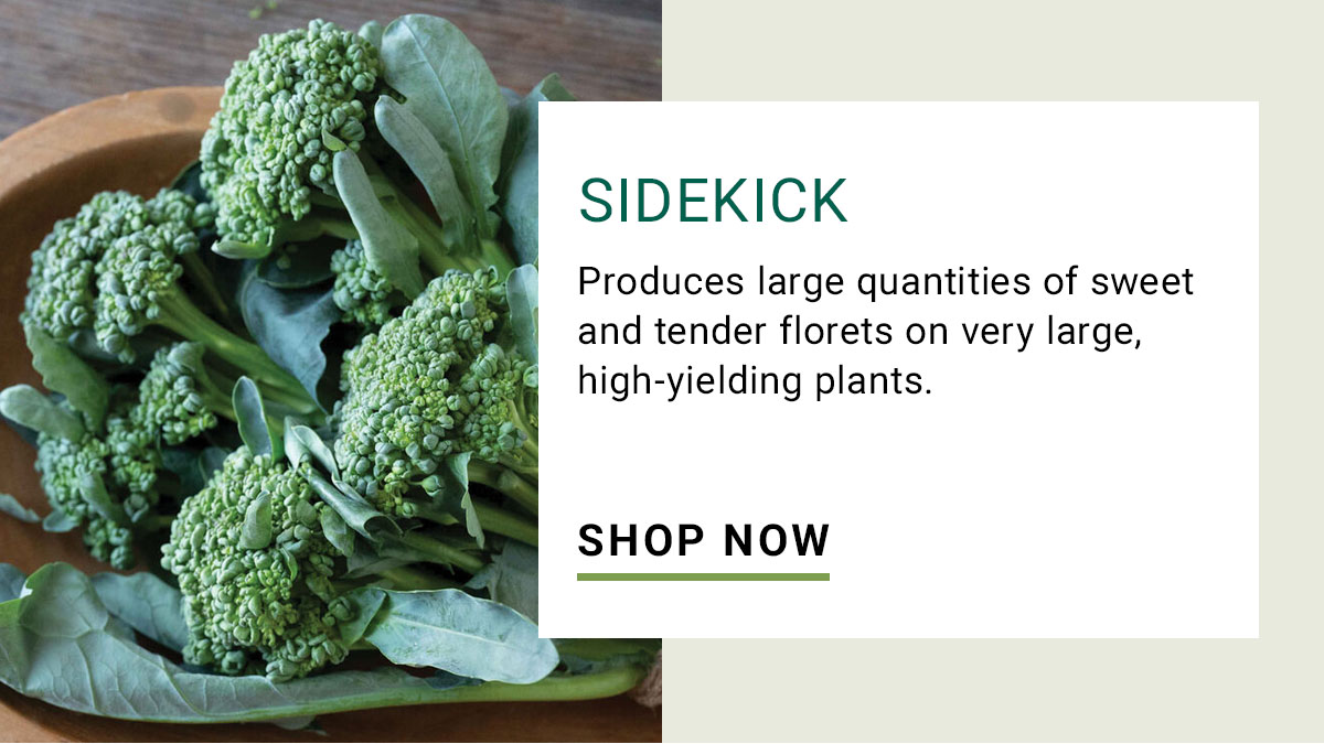 Sidekick Broccoli