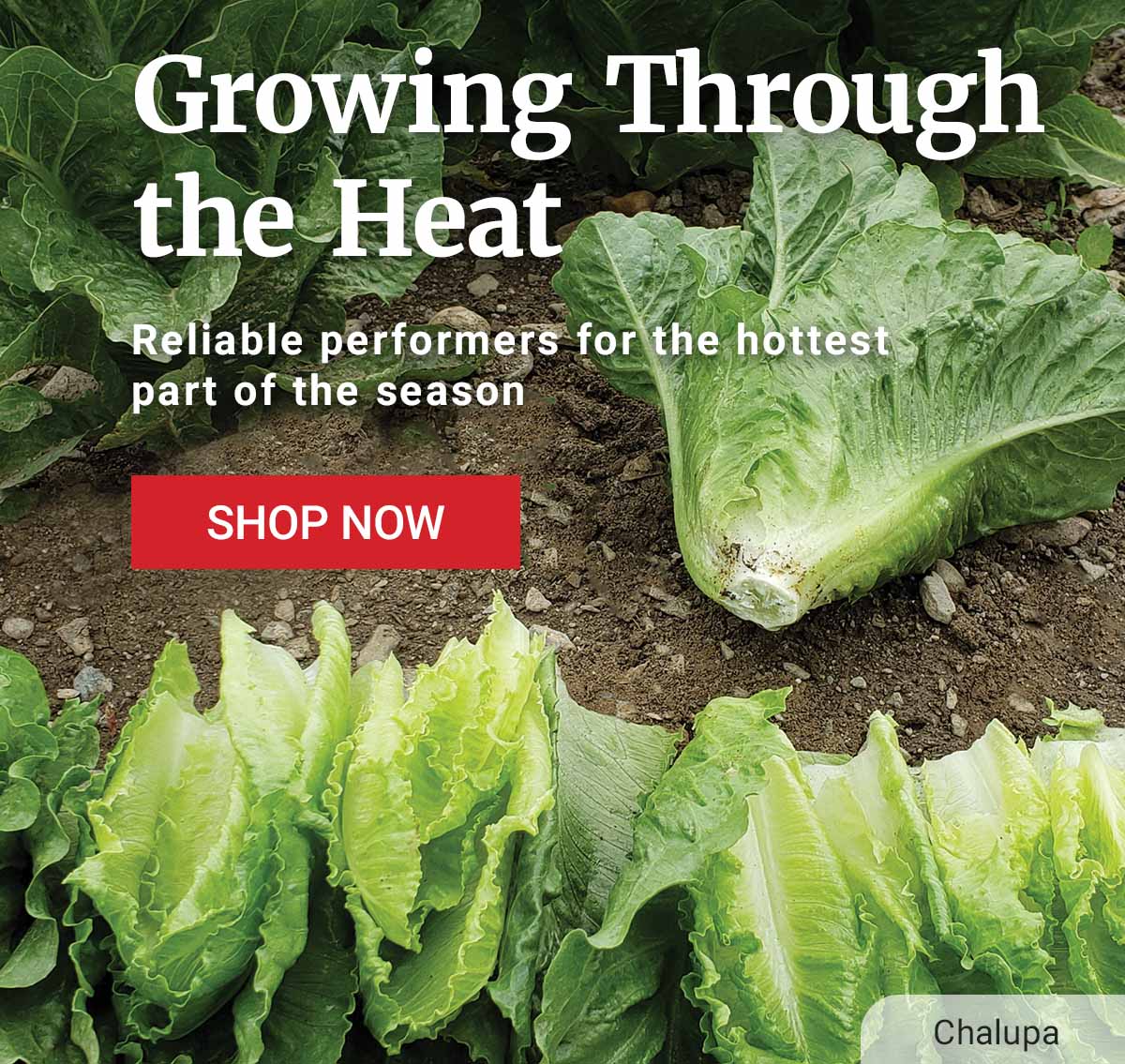 Growing Through the Heat - Bringing you the best varieties for hot conditions! Look for the Heat Tolerant symbol, which signifies the variety will perform well in hot weather when compared to other varieties within its crop group - Shop Now