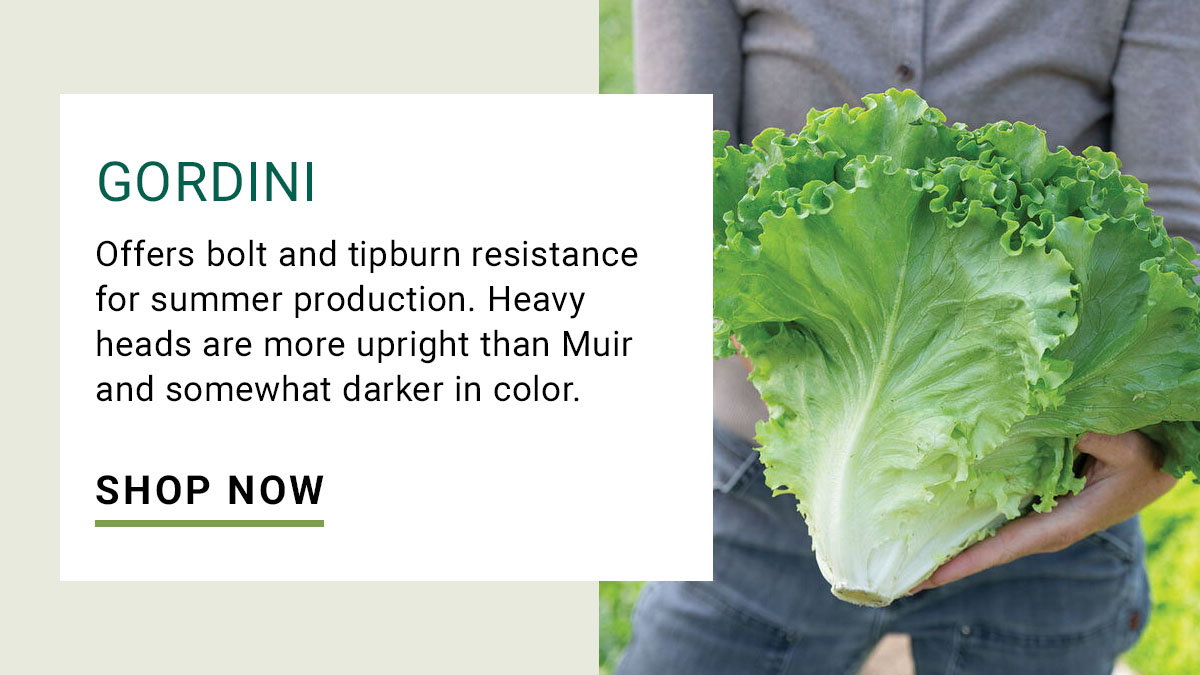 Gordini Lettuce