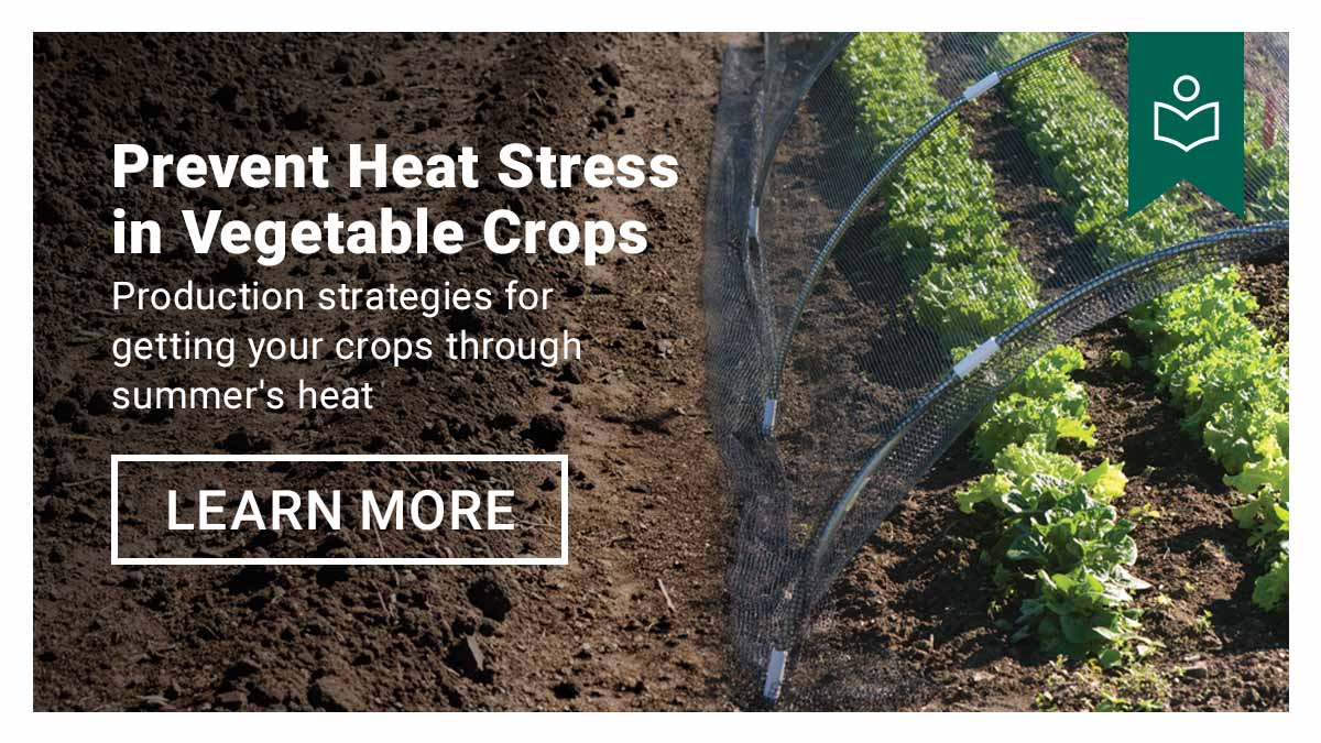 Prevent Heat Stress in Vegetable Crops - Shop Now