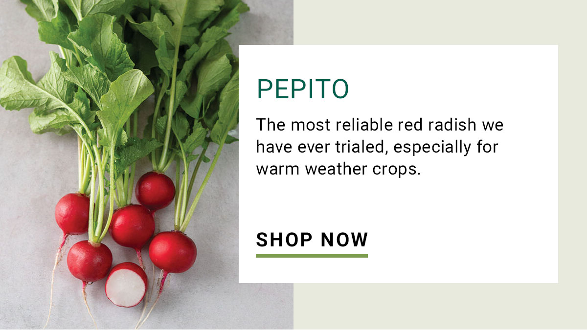Pepito Radish