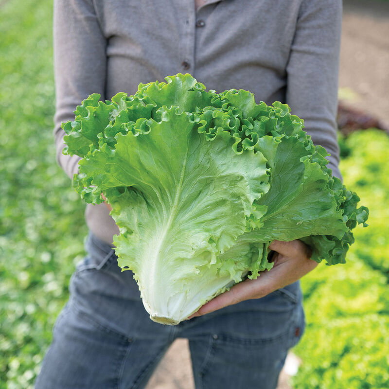 Lettuce