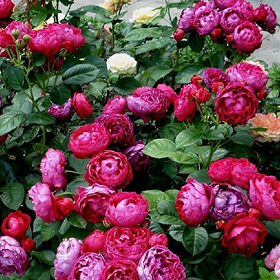 Карточка (29).png