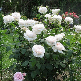 Карточка (27).png