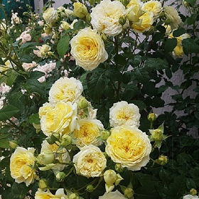 Карточка (24).png