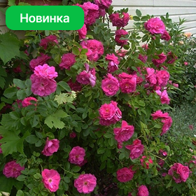 Карточка (20).png