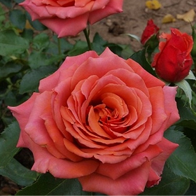 Карточка (23).png