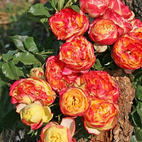 Карточка (28).png