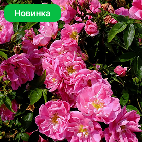 Карточка (22).png