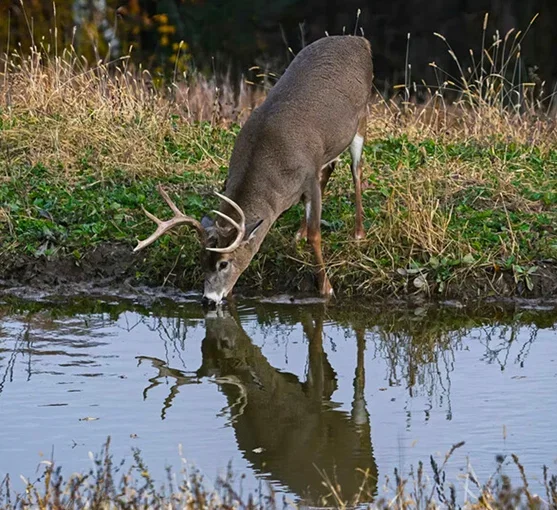 Deer Drinking Water