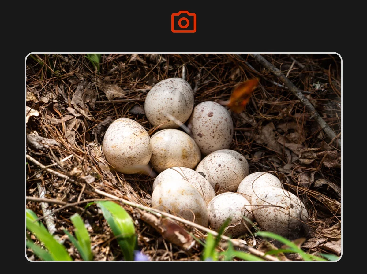 Nest of Eggs